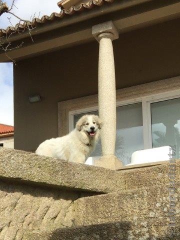 Perro de Montana del Pirineo