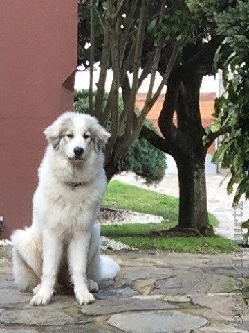 Perro de Montana del Pirineo