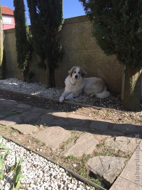 Perro de Montana del Pirineo