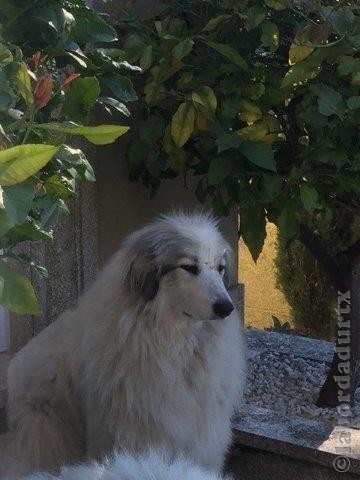 Perro de Montana del Pirineo