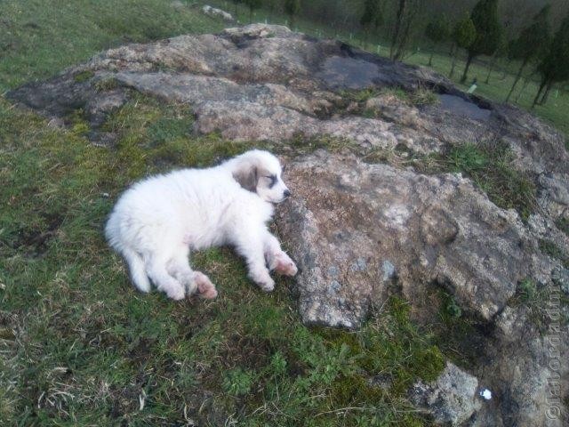 Perro de Montana del Pirineo