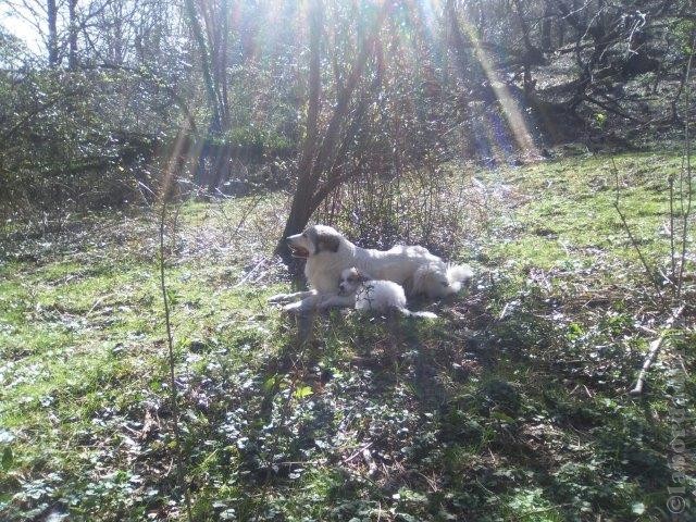 Perro de Montana del Pirineo