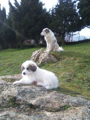 Perro de Montana del Pirineo