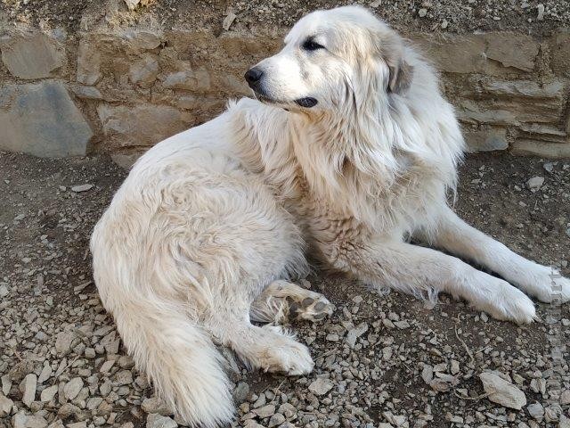 Perro de Montana del Pirineo