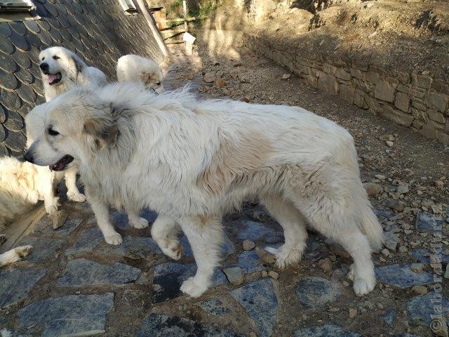 Perro de Montana del Pirineo