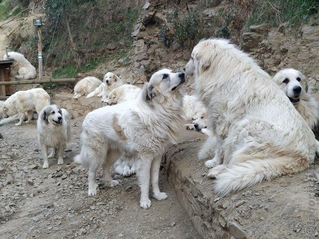 Perro de Montana del Pirineo