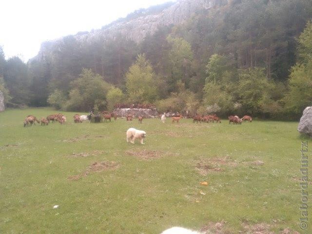 Perro de Montana del Pirineo