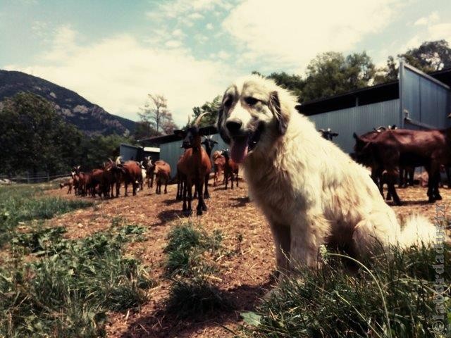 Perro de Montana del Pirineo