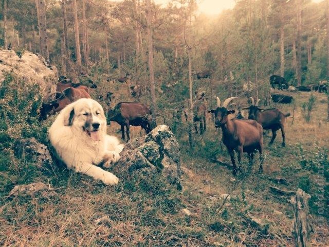 Perro de Montana del Pirineo