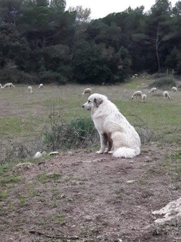 Perro de Montana del Pirineo