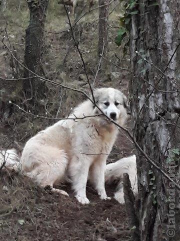 Perro de Montana del Pirineo