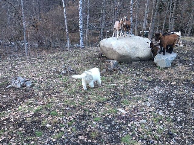 Perro de Montana del Pirineo