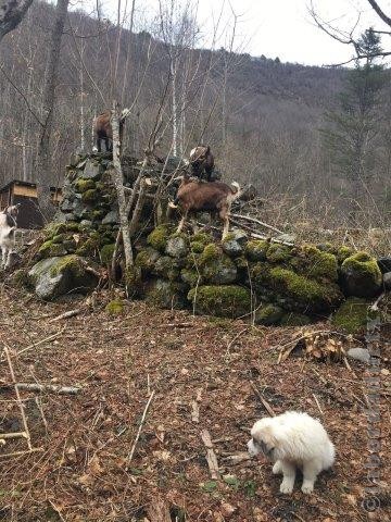 Perro de Montana del Pirineo