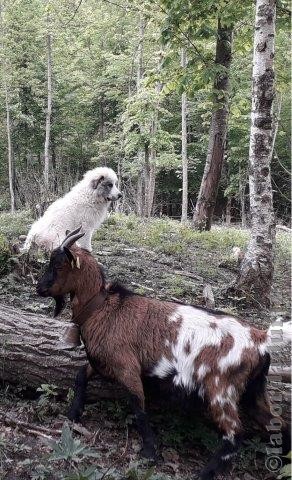 Perro de Montana del Pirineo