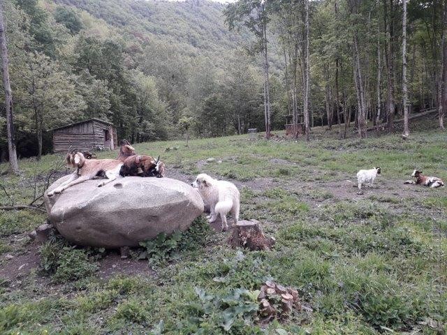 Perro de Montana del Pirineo