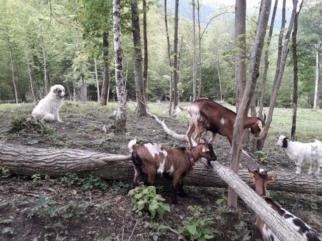 Perro de Montana del Pirineo