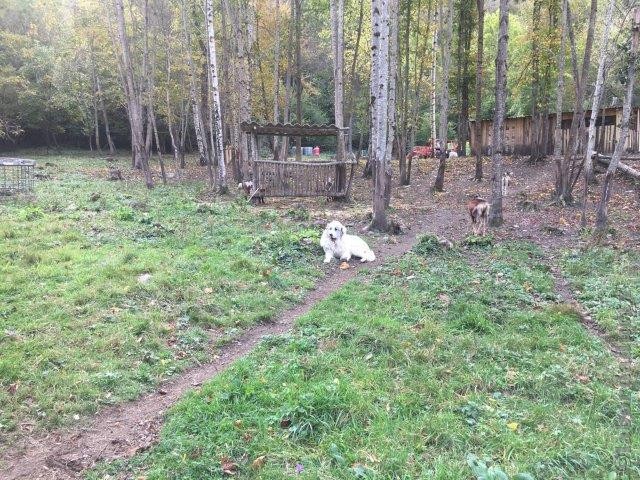 Perro de Montana del Pirineo