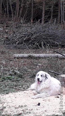 Perro de Montana del Pirineo