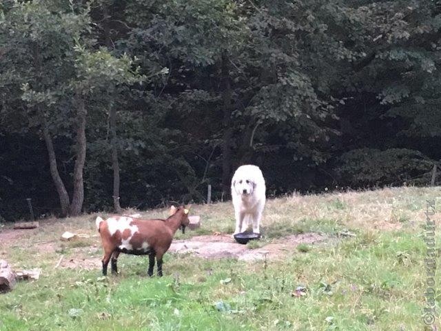 Perro de Montana del Pirineo