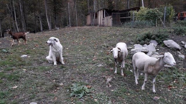 Perro de Montana del Pirineo