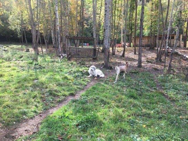 Perro de Montana del Pirineo