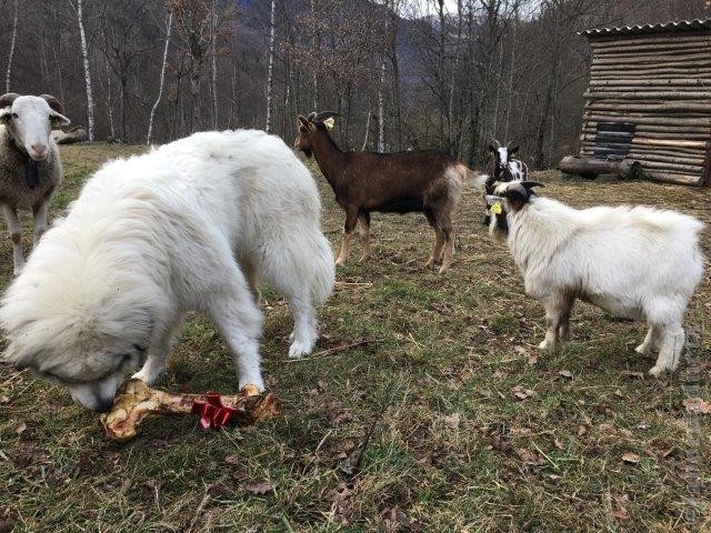 Perro de Montana del Pirineo