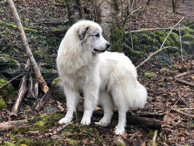 Perro de Montana del Pirineo