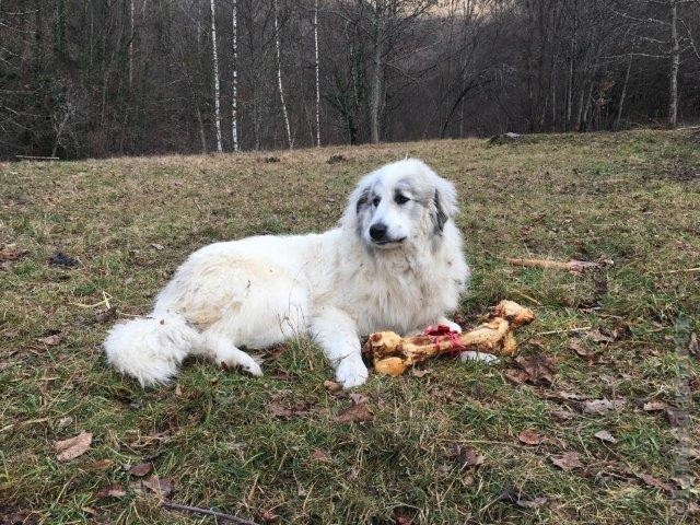 Perro de Montana del Pirineo