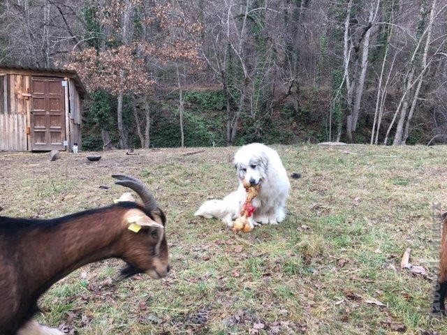 Perro de Montana del Pirineo