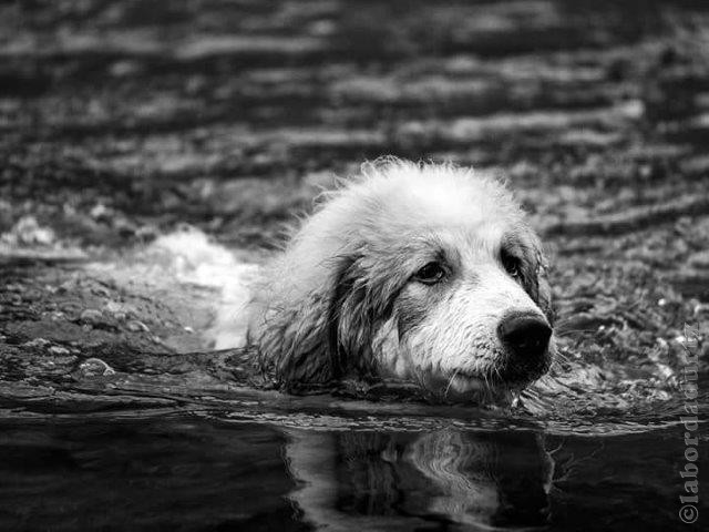 Perro de Montana del Pirineo