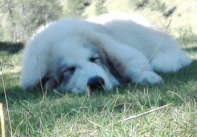 Perro de Montana del Pirineo