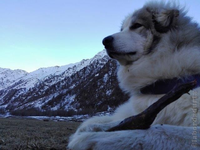 Perro de Montana del Pirineo