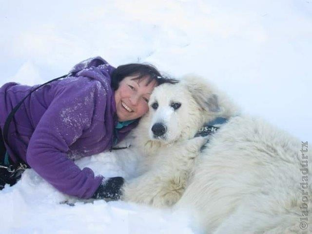 Perro de Montana del Pirineo