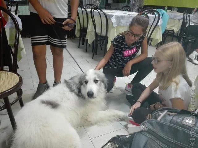 Perro de Montana del Pirineo