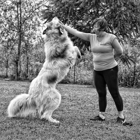 Perro de Montana del Pirineo