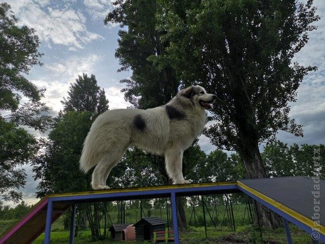 Perro de Montana del Pirineo