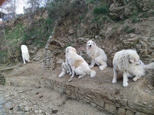 Perro de Montana del Pirineo