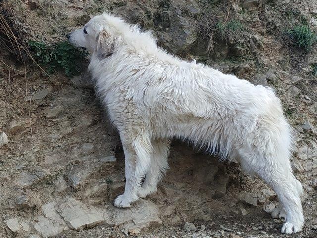 Perro de Montana del Pirineo