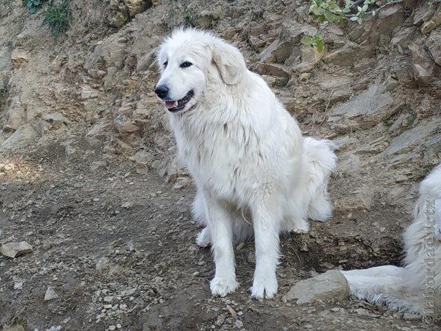 Perro de Montana del Pirineo