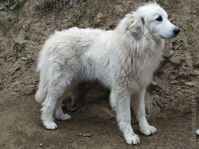 Perro de Montana del Pirineo