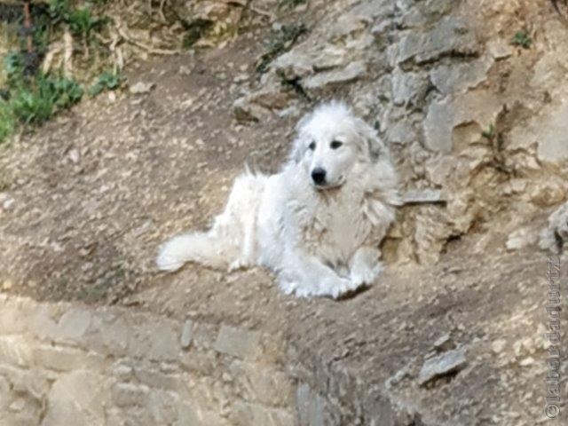 Perro de Montana del Pirineo