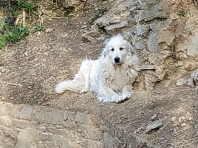 Perro de Montana del Pirineo