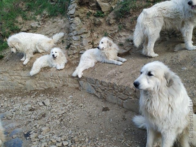 Perro de Montana del Pirineo