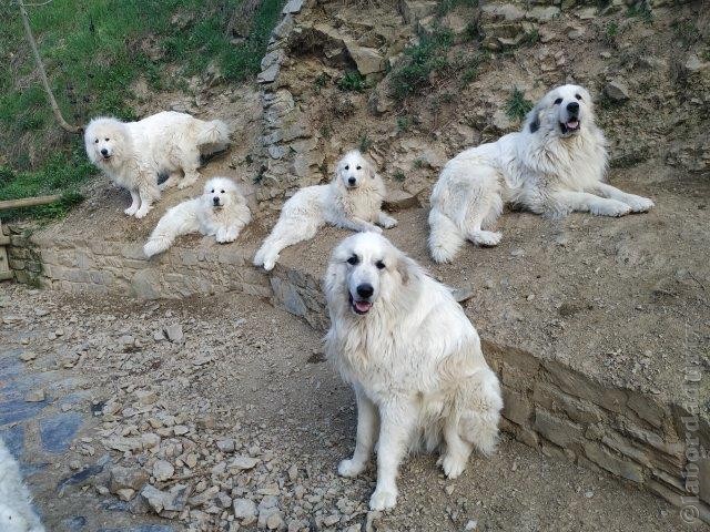 Perro de Montana del Pirineo