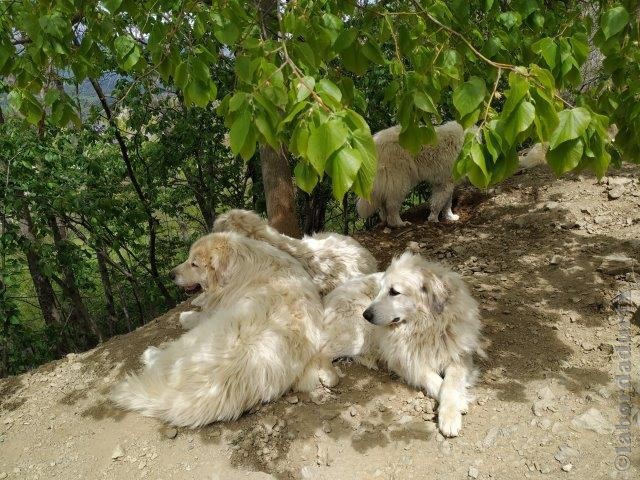 Perro de Montana del Pirineo