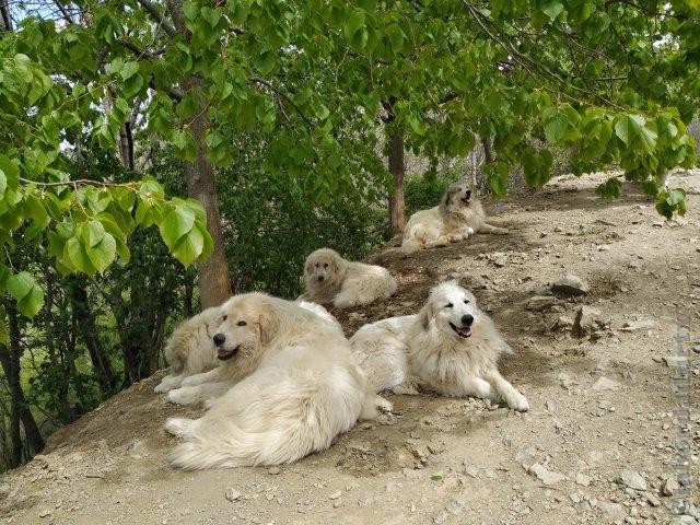 Perro de Montana del Pirineo