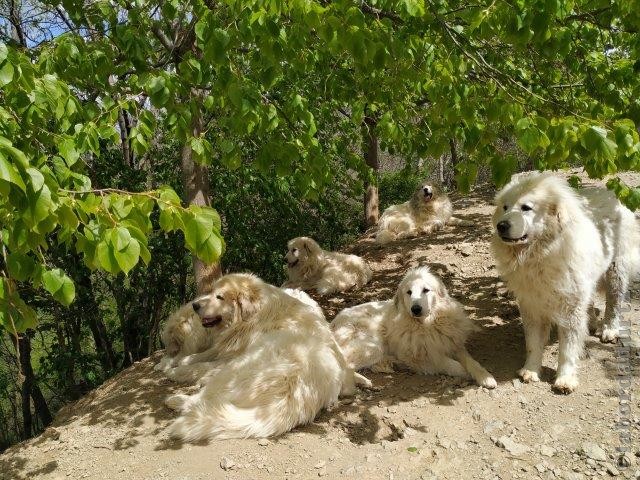 Perro de Montana del Pirineo