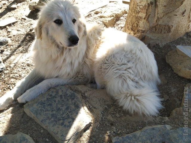 Perro de Montana del Pirineo