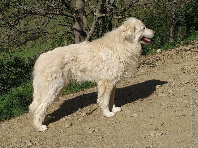 Perro de Montana del Pirineo