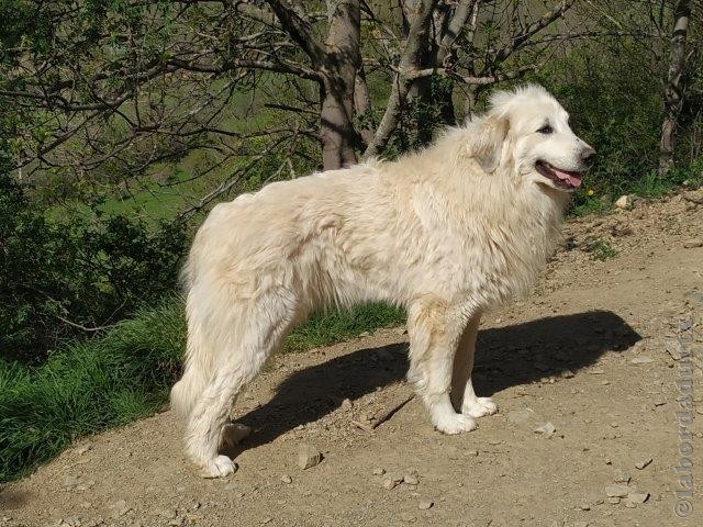 Perro de Montana del Pirineo